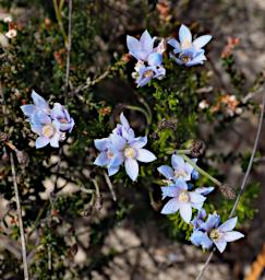 Fitzgerald NP Flower Xxx Blue