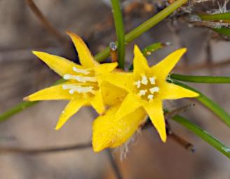 Fitzgerald NP Flower Xxx Yellow