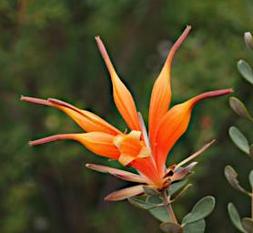 Fitzgerald NP Flower Xxx Honeysuckle