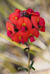 Fitzgerald NP Flower Xxx Pea