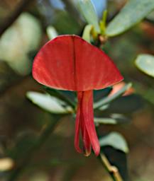 Fitzgerald NP Flower Xxx Red
