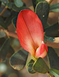 Fitzgerald NP Flower Xxx Red