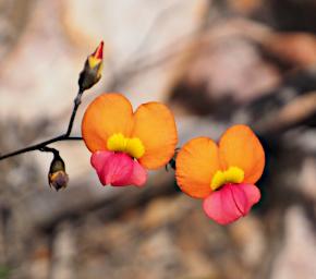 Fitzgerald NP Flower Xxx Pea Orange Red Yellow