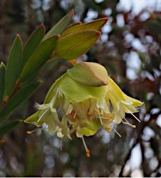 Fitzgerald NP Flower Xxx Yellow