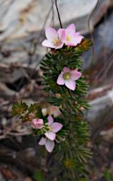 Fitzgerald NP Flower Xxx Pink