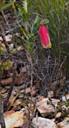 Fitzgerald NP Flower Xxx Red