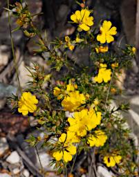 Fitzgerald NP Flower Xxx Yellow