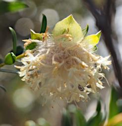 Fitzgerald NP Flower Xxx White