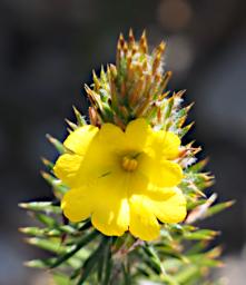 Fitzgerald NP Flower Xxx Yellow
