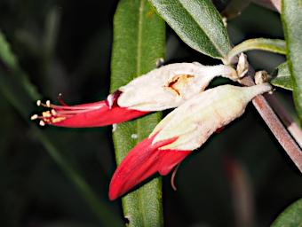 Fitzgerald NP Flower Xxx Red