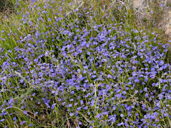 Fitzgerald NP Flower Xxx Blue