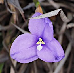Fitzgerald NP Flower Xxx Blue