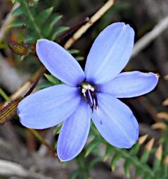 Fitzgerald NP Flower Xxx Blue