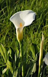 Fitzgerald NP Flower Calla Lily