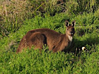 Fitzgerald NP Kangaroo
