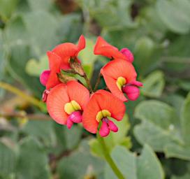 Fitzgerald NP Flower Xxx Pea Orange Red Yellow