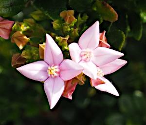 Fitzgerald NP Flower Xxx Pink