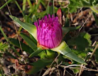 Fitzgerald NP Flower Xxx Purple