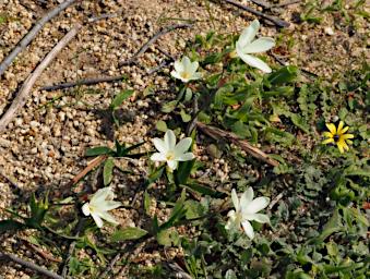 Fitzgerald NP Flower Xxx White