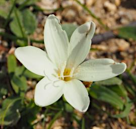 Fitzgerald NP Flower Xxx White