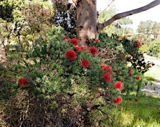 Coast Flower Xxx Bottlebrush