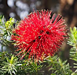 Coast Flower Xxx Bottlebrush