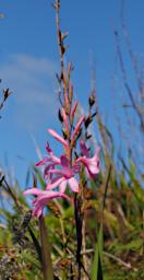 Coast Flower Xxx Pink