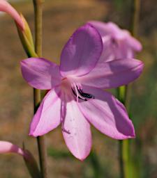 Coast Flower Xxx Pink