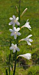 Coast Flower Xxx White