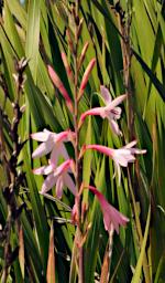 Coast Flower Xxx Pink