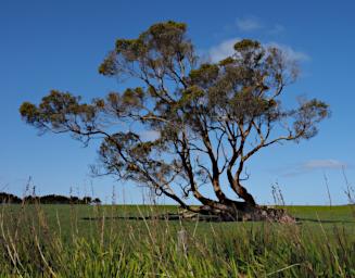 Coast Tree
