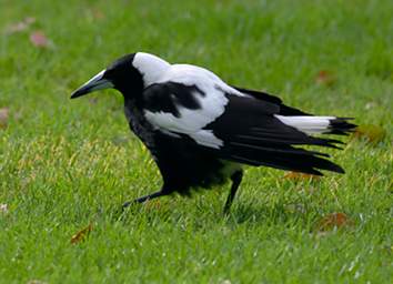 Australian Magpie