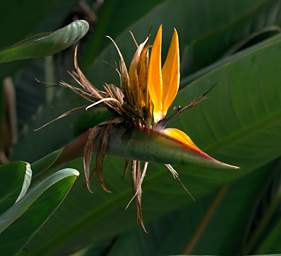Bird Of Paradise