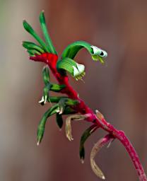Flower Kangaroo Paw