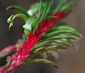 Kangaroo Paw