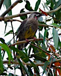 Red Wattlebird