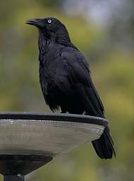 Australian Raven