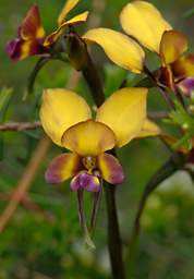 Flower Donkey Orchid