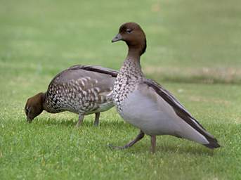 Austrailian Wood Duck