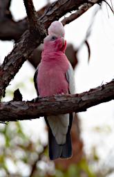 Galah