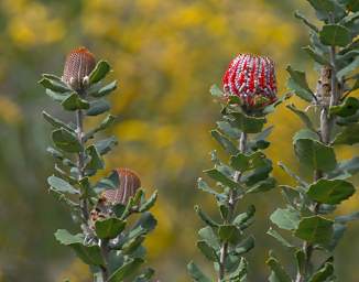 Flower Scarlet Banksia