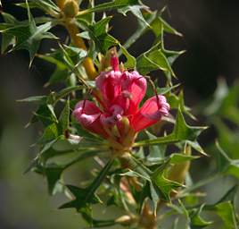 Flower Xxx Pink