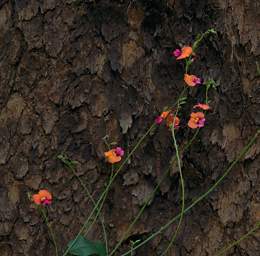 Flower Heart Leaf Flame Pea