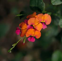 Flower Heart Leaf Flame Pea