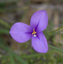 Flower Xxx Violet