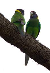 Australian Ringneck