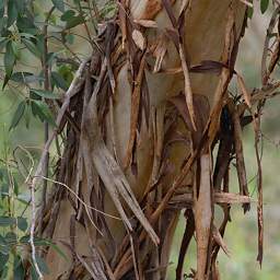 Perth Tree Xxx Shaggy Bark