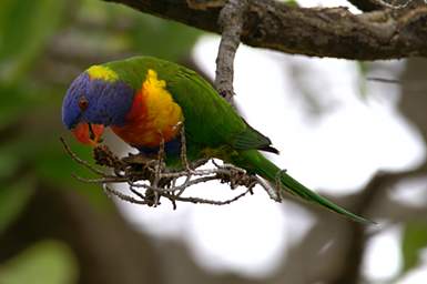 Rainbow Lorikeet