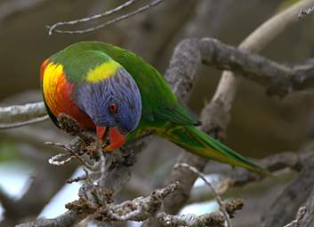 Rainbow Lorikeet