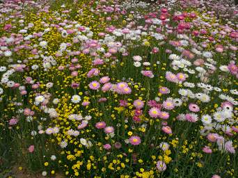 Flower Multiple